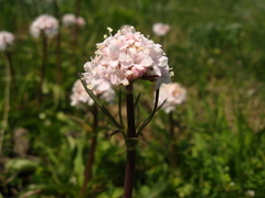 Valeriana tuberosa