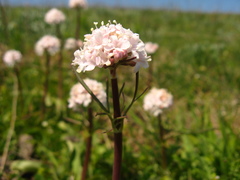 Valeriana tuberosa