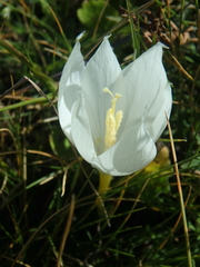 Crocus vallicola