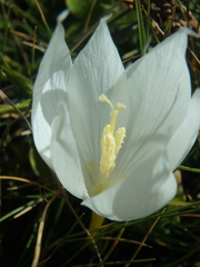 Crocus vallicola
