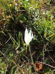 Crocus vallicola