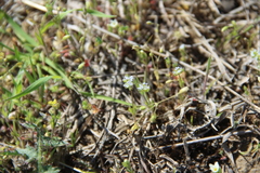 Valerianella carinata