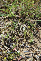 Valerianella carinata