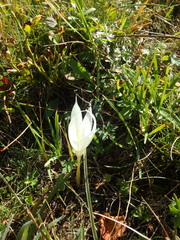 Crocus vallicola