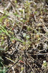 Valerianella carinata