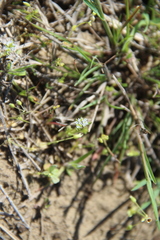 Valerianella carinata