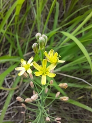 Eriospermum abyssinicum
