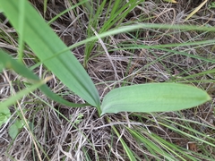 Eriospermum abyssinicum