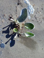 Senecio candidans