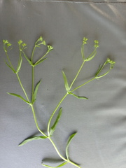 Valerianella dentata