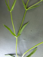 Valerianella dentata