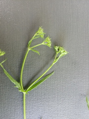 Valerianella dentata