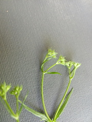Valerianella dentata