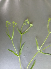 Valerianella dentata