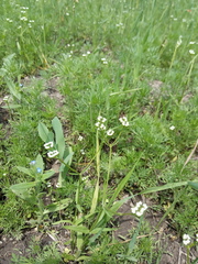 Valerianella dentata