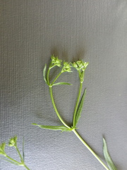 Valerianella dentata