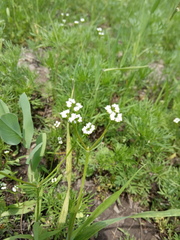 Valerianella dentata