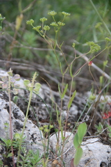 Valerianella dentata
