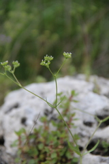 Valerianella dentata