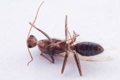 Camponotus