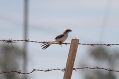 Lanius excubitoroides