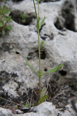 Valerianella dentata