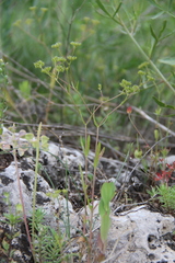 Valerianella dentata