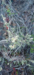Clutia tomentosa