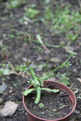 Valerianella eriocarpa