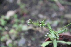 Valerianella eriocarpa
