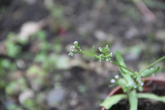 Valerianella eriocarpa