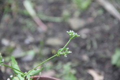 Valerianella eriocarpa