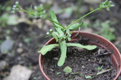 Valerianella eriocarpa
