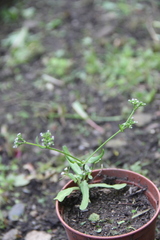 Valerianella eriocarpa