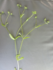 Valerianella locusta