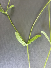 Valerianella locusta