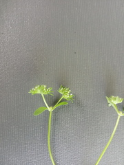 Valerianella locusta