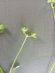 Valerianella locusta