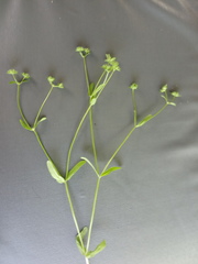 Valerianella locusta