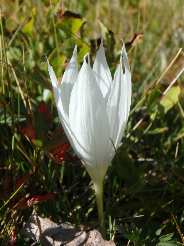 Crocus vallicola