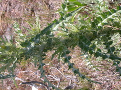 Cirsium cymosum canovirens
