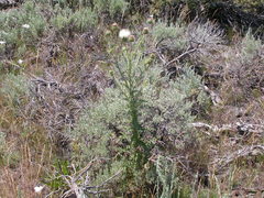 Cirsium cymosum canovirens
