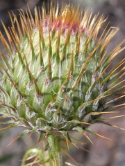 Cirsium inamoenum