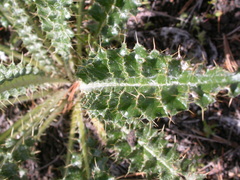 Cirsium inamoenum