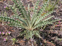 Cirsium inamoenum