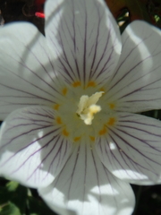 Crocus vallicola