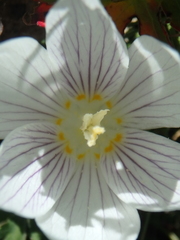Crocus vallicola