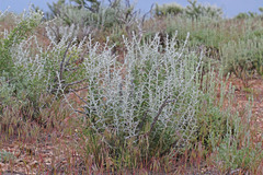 Tetradymia nuttallii