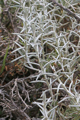 Tetradymia nuttallii