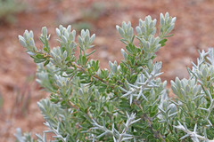 Tetradymia nuttallii